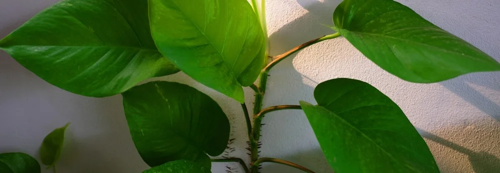 Grüne Blätterpflanze vor weißer Wand